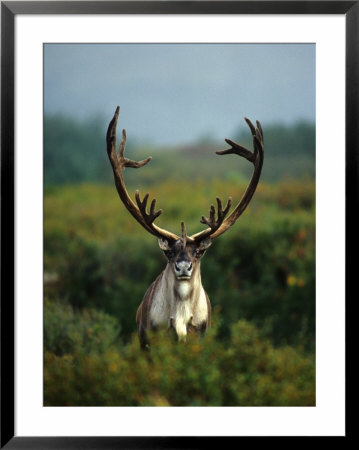 Bull Caribou In Velvet Antlers, Alaska by Michael S. Quinton Pricing Limited Edition Print image
