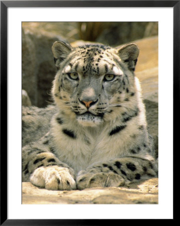 Frontal Portrait Of A Snow Leopard's Face, Paws And Predators Stare, Melbourne Zoo, Australia by Jason Edwards Pricing Limited Edition Print image
