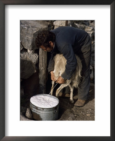 Shepherd Milking Sheep For Cheese, Island Of Crete, Greece by Loraine Wilson Pricing Limited Edition Print image