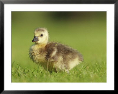 Canada Goose, Gosling, London, Uk by Elliott Neep Pricing Limited Edition Print image
