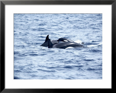 Family Of Killer Whales At Surface Off Tarifa Coast, Strait Of Gibraltar, Costa De La Luz, Spain by Marco Simoni Pricing Limited Edition Print image
