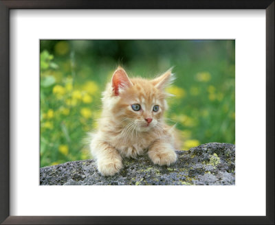 Orange Kitten, Playing On Rock by Alan And Sandy Carey Pricing Limited Edition Print image