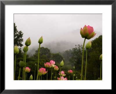 Lotus With Mountains And Fog In The Background, North Carolina, Usa by Joanne Wells Pricing Limited Edition Print image