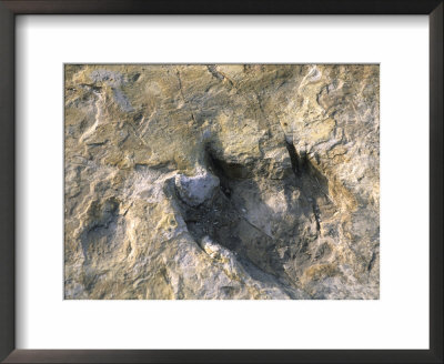 Close-Up Of Dinosaur Footprint, Dinosaur Trackway, Clayton Lake State Park, New Mexico by Michael Snell Pricing Limited Edition Print image