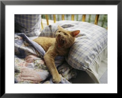A Yawning Cat Wakes From A Nap In A Humans Bed by Sisse Brimberg Pricing Limited Edition Print image