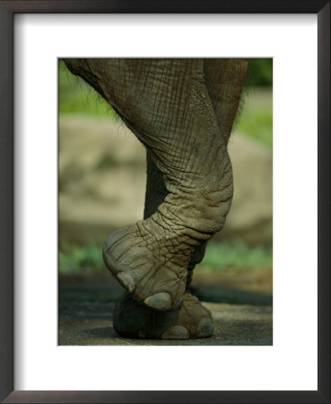 An Elephant At The Cincinnati Zoo by Michael Nichols Pricing Limited Edition Print image