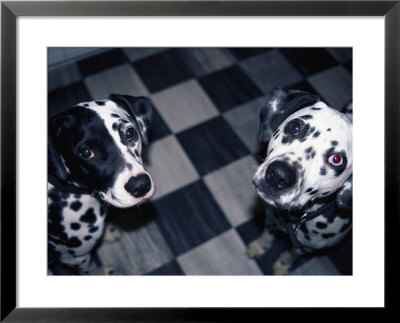 Two Dalmatians Look Up From A Black And White Checkered Kitchen Floor by Nadia M. B. Hughes Pricing Limited Edition Print image