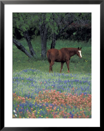Texas Paintbrush And Bluebonnets, East Of Lytle Horse, Texas, Usa by Darrell Gulin Pricing Limited Edition Print image
