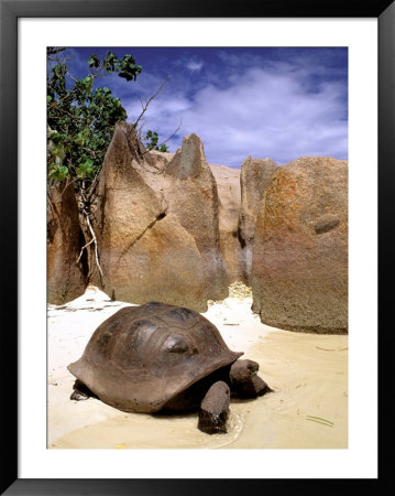 Aldabran Giant Tortoise, Curieuse Island, Seychelles, Africa by Pete Oxford Pricing Limited Edition Print image