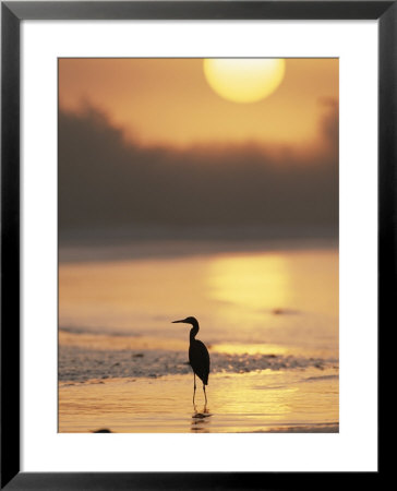 A Little Blue Heron Silhouetted On A Florida Beach At Sunrise by Roy Toft Pricing Limited Edition Print image