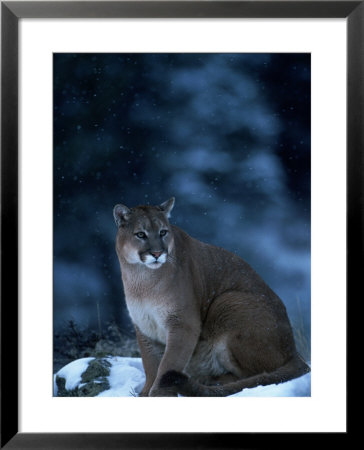 Mountain Lion In Snow, Felis Concolor, Mt by Robert Franz Pricing Limited Edition Print image