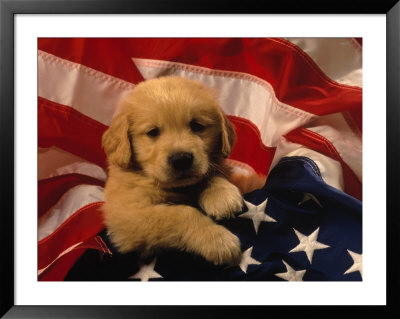 Golden Retriever Puppy Wrapped In Us Flag by Frank Siteman Pricing Limited Edition Print image