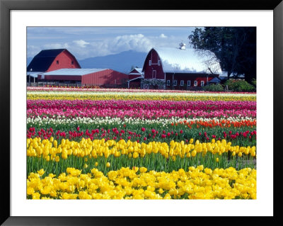 Tulip Display Field, Washington, Usa by William Sutton Pricing Limited Edition Print image