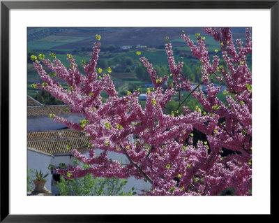 Pink Flowering Cherry Tree And Whitewashed Buildings, Ronda, Spain by John & Lisa Merrill Pricing Limited Edition Print image