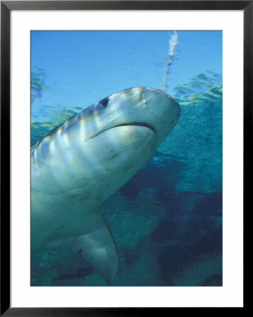 Tiger Shark, Atlantis Resort, Bahamas, Caribbean by Michele Westmorland Pricing Limited Edition Print image
