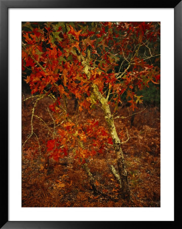 Oak Tree With Fall Foliage Standing Among Fallen Leaves And Ferns Near Lake Waccamaw by Raymond Gehman Pricing Limited Edition Print image