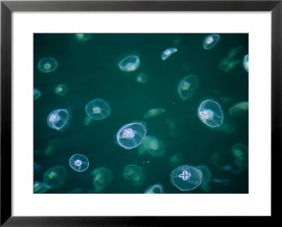 Moon Jelly Or Saucer Jelly At Cross Sound, Glacier Bay National Park & Preserve, Alaska, Usa by Ralph Lee Hopkins Pricing Limited Edition Print image
