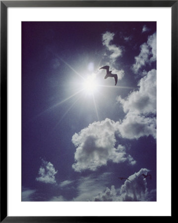 Gulls Silhouetted Against The Sun by Emory Kristof Pricing Limited Edition Print image
