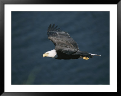 An American Bald Eagle, Haliaeetus Leucocephalus, In Flight by Tom Murphy Pricing Limited Edition Print image