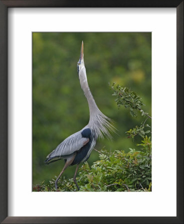 Great Blue Heron Displaying The Sky Point Courtship Ritual by Arthur Morris Pricing Limited Edition Print image