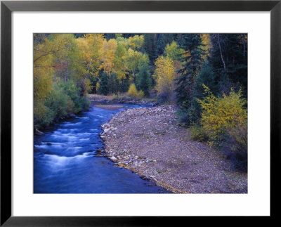 San Miguel River And Aspens In Autumn, Colorado, Usa by Julie Eggers Pricing Limited Edition Print image