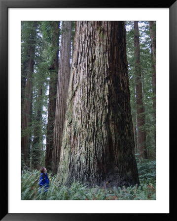 A Person Standing Next To A Giant Sequoia Tree by Paul Nicklen Pricing Limited Edition Print image