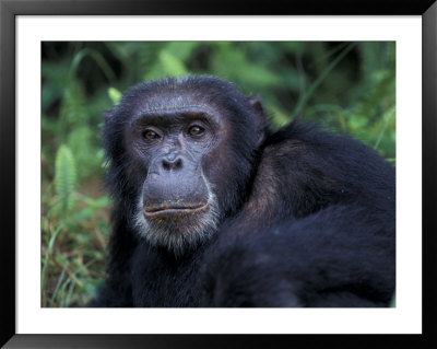 Male Chimpanzee Relaxing, Gombe National Park, Tanzania by Kristin Mosher Pricing Limited Edition Print image