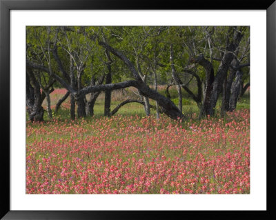 Springtime With Indian Paint Brush And Oak Trees, Near Nixon, Texas, Usa by Darrell Gulin Pricing Limited Edition Print image