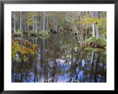 Bald Cypress Swamp Near Fort Myers, Florida, Usa by Fraser Hall Pricing Limited Edition Print image