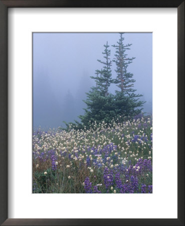 Lupine And Bistort Meadow, Hurricane Ridge, Olympic National Park, Washington, Usa by Jamie & Judy Wild Pricing Limited Edition Print image