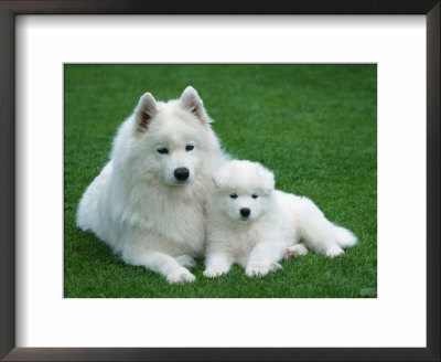 Samoyed With 6 Weeks Old Puppy by Petra Wegner Pricing Limited Edition Print image