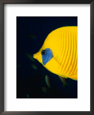 Masked Butterflyfish At Alternatives Reef In The Red Sea, Suez, Egypt by Mark Webster Pricing Limited Edition Print image