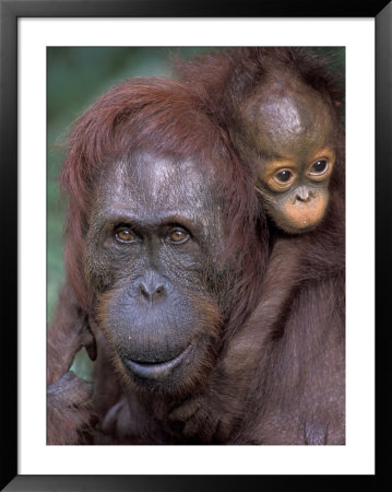 Orangutan Mother With Baby On Her Back, Tanjung National Park, Borneo by Theo Allofs Pricing Limited Edition Print image