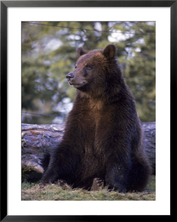 Alaska Brown Bear by John Luke Pricing Limited Edition Print image