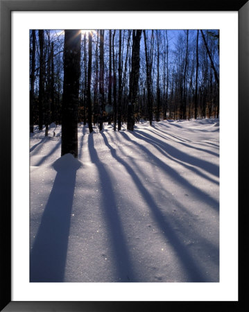 Snow In The Northern Hardwood Forest, Maine, Usa by Jerry & Marcy Monkman Pricing Limited Edition Print image