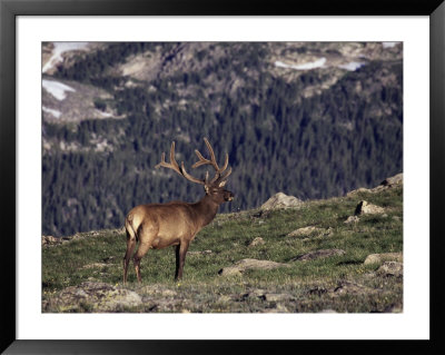 Bull Elk In Velvet Above Timberline by Robert Franz Pricing Limited Edition Print image