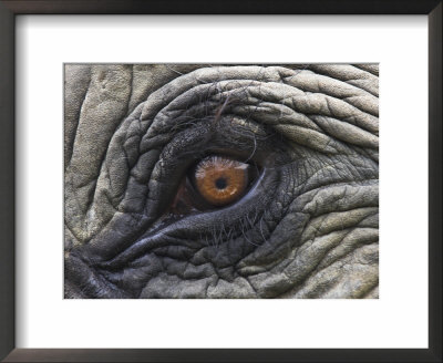 Close Up Of Indian Elephant Eye,(Domestic), Kaziranga National Park, Assam, India by Nick Garbutt Pricing Limited Edition Print image