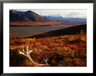 Caribou Antlers On The Tundra In Denali National Park, Denali National Park & Reserve, Usa by Mark Newman Pricing Limited Edition Print image