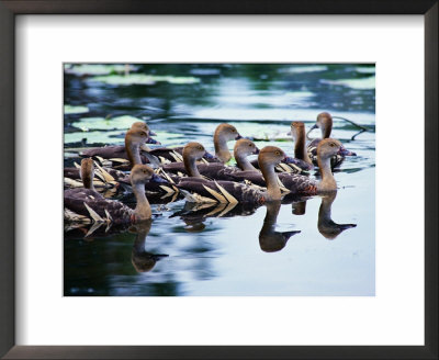 Plumed Whistling Ducks (Dendrocygna Eytoni), Australia by Mitch Reardon Pricing Limited Edition Print image
