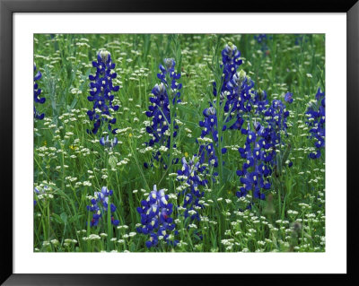 Texas Bluebonnet And Wild Buckwheat, Texas, Usa by Claudia Adams Pricing Limited Edition Print image