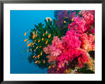 Multicolor Soft Corals, Coral Reef, Bligh Water Area, Viti Levu, Fiji Islands, South Pacific by Michele Westmorland Pricing Limited Edition Print image