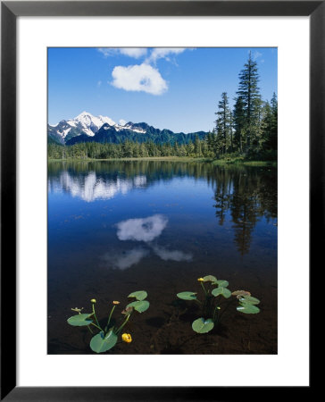 Pond Lilies, Powerline Lake, And Mckinley Mountain by Rich Reid Pricing Limited Edition Print image