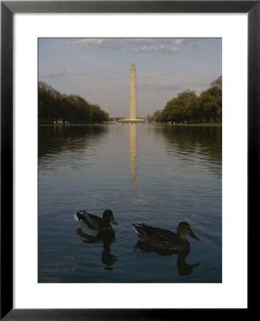 Ducks In The Reflecting Pool With The Washington Monument In Back by Stephen St. John Pricing Limited Edition Print image