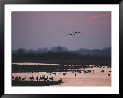 A Pair Of Sandhill Cranes Soar Above The Platte River At Twilight by Joel Sartore Pricing Limited Edition Print image