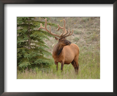 Elk Standing By Tree, Jasper National Park, Canada by Keith Levit Pricing Limited Edition Print image