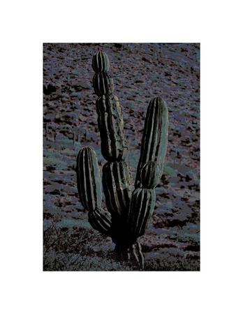 Night Cactus by Chip Scarborough Pricing Limited Edition Print image