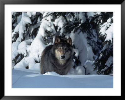 Gray Wolf Standing In Snow Covered Landscape by Lynn M. Stone Pricing Limited Edition Print image