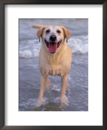 Labrador Retriever In Water by Wallace Garrison Pricing Limited Edition Print image