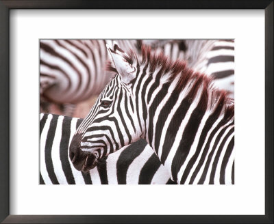 Zebra, Tanzania (Ngorongaro) by John Dominis Pricing Limited Edition Print image