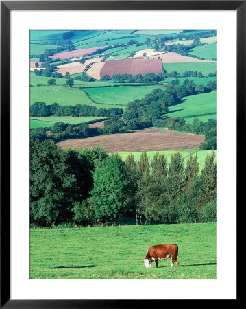 Cows In The Valley, Switzerland by Peter Adams Pricing Limited Edition Print image